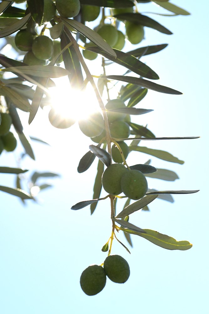 (Snimio Milivoj Mijošek)