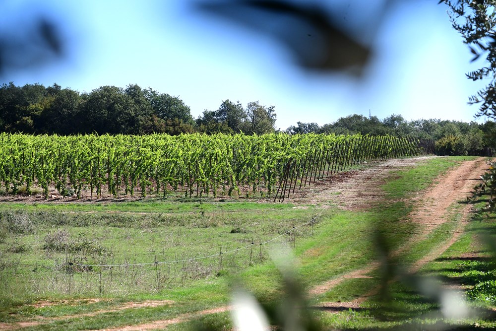 (Snimio Milivoj Mijošek)