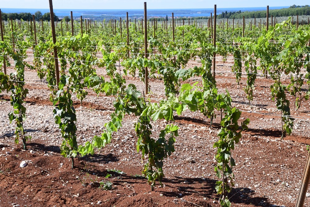 (Snimio Milivoj Mijošek)