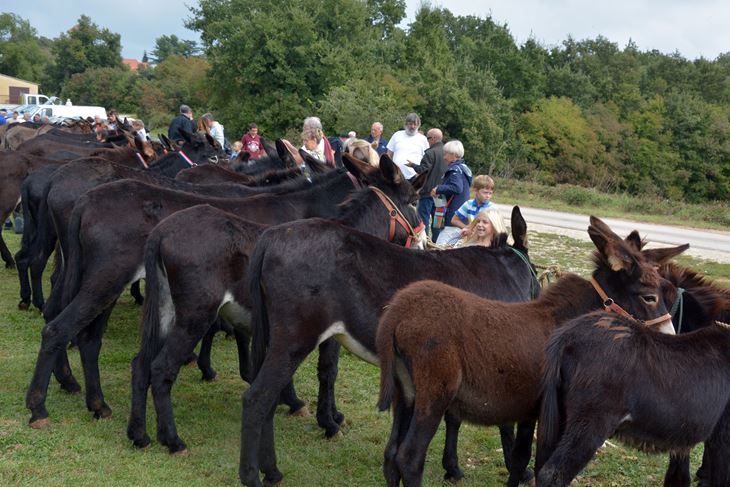 (Snimio Zoran Oljača)