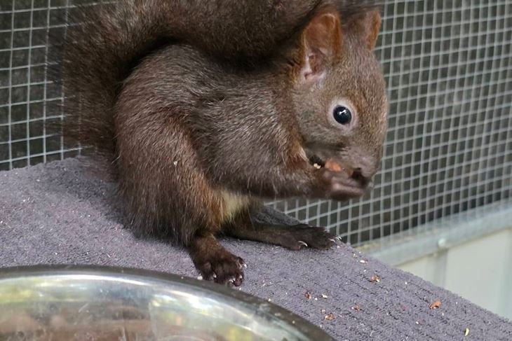 (Porečke vjeverice)