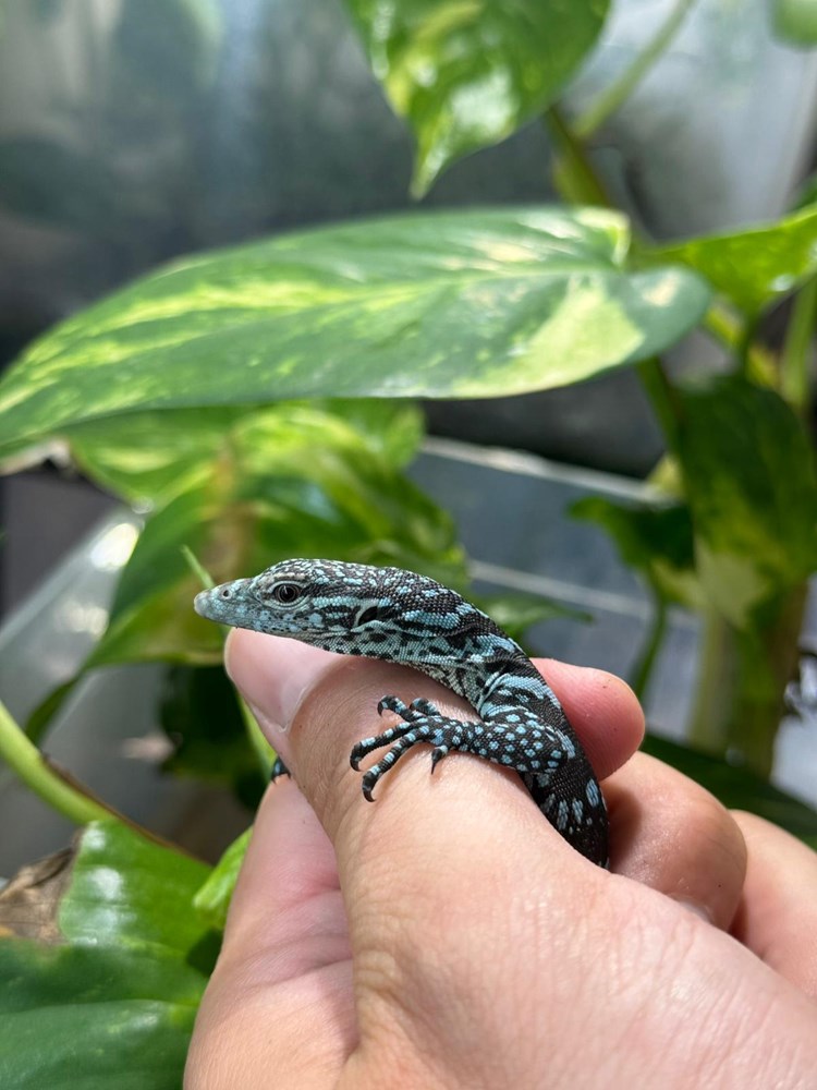 (Foto ZG Zoo)
