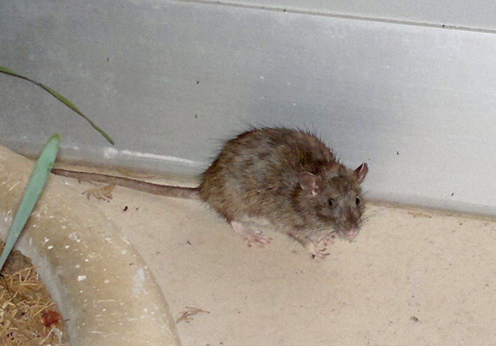 (Arhiva Glasa Istre)