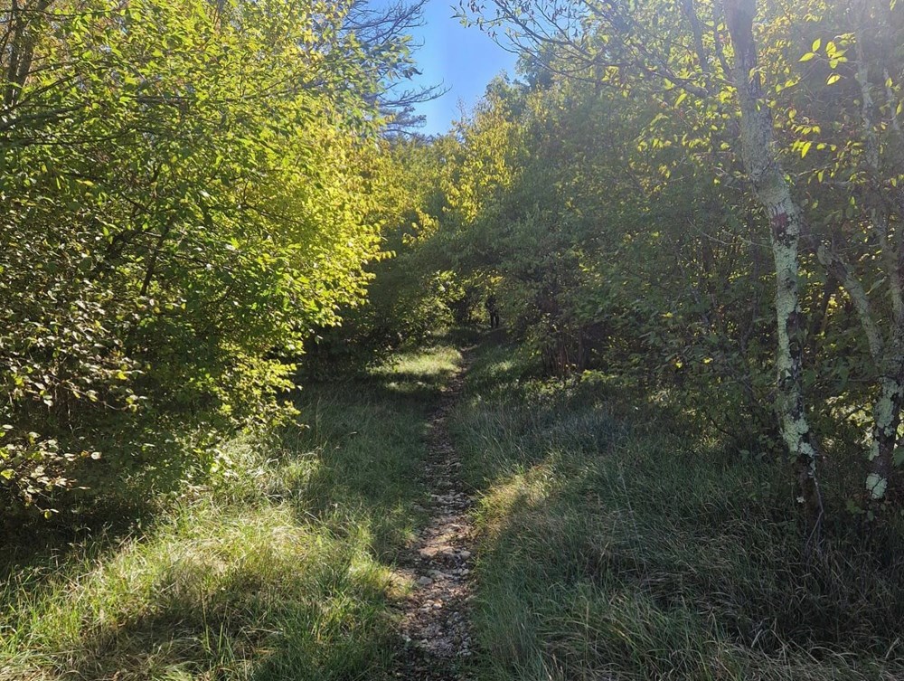 (Modelna šuma Istra)