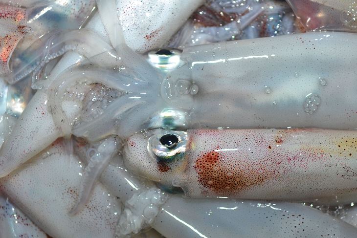 (Arhiva Glasa Istre)