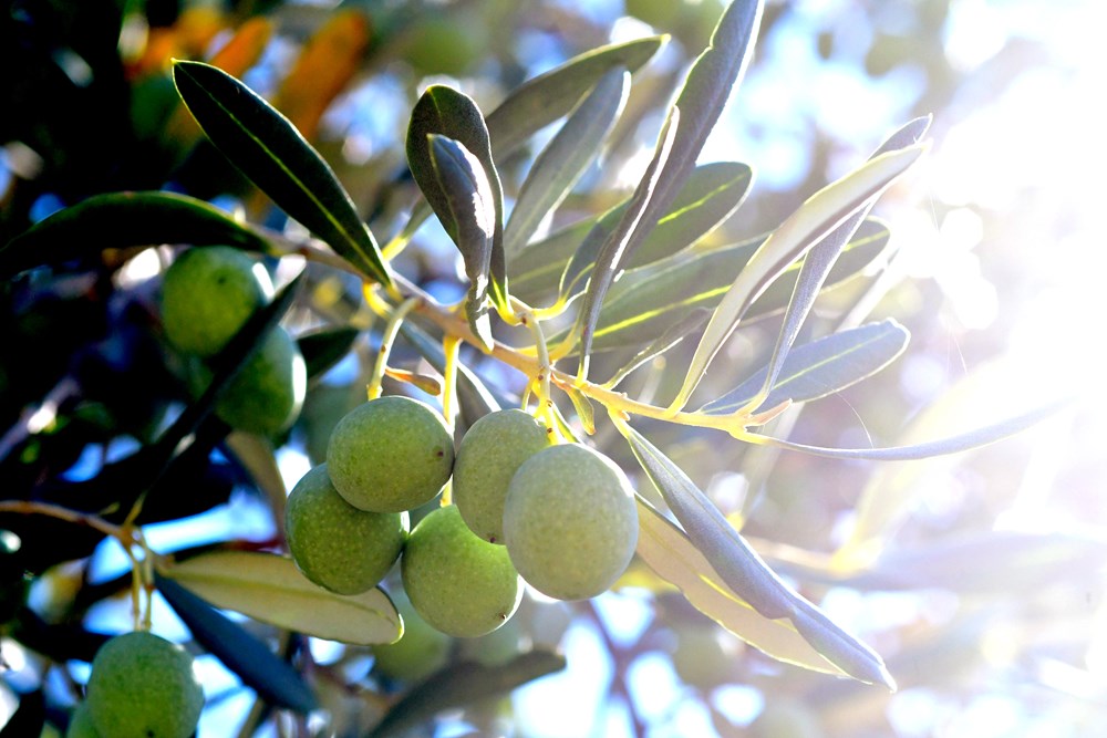 (Snimio Milivoj Mijošek)