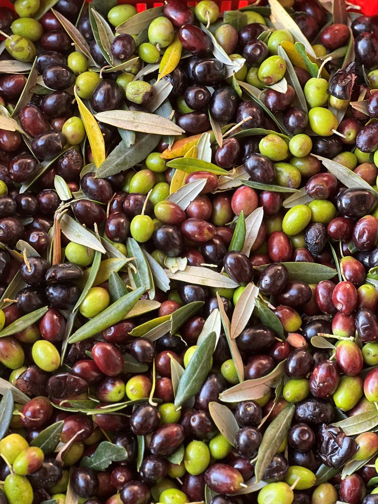 (Snimila Doria Mohorović)