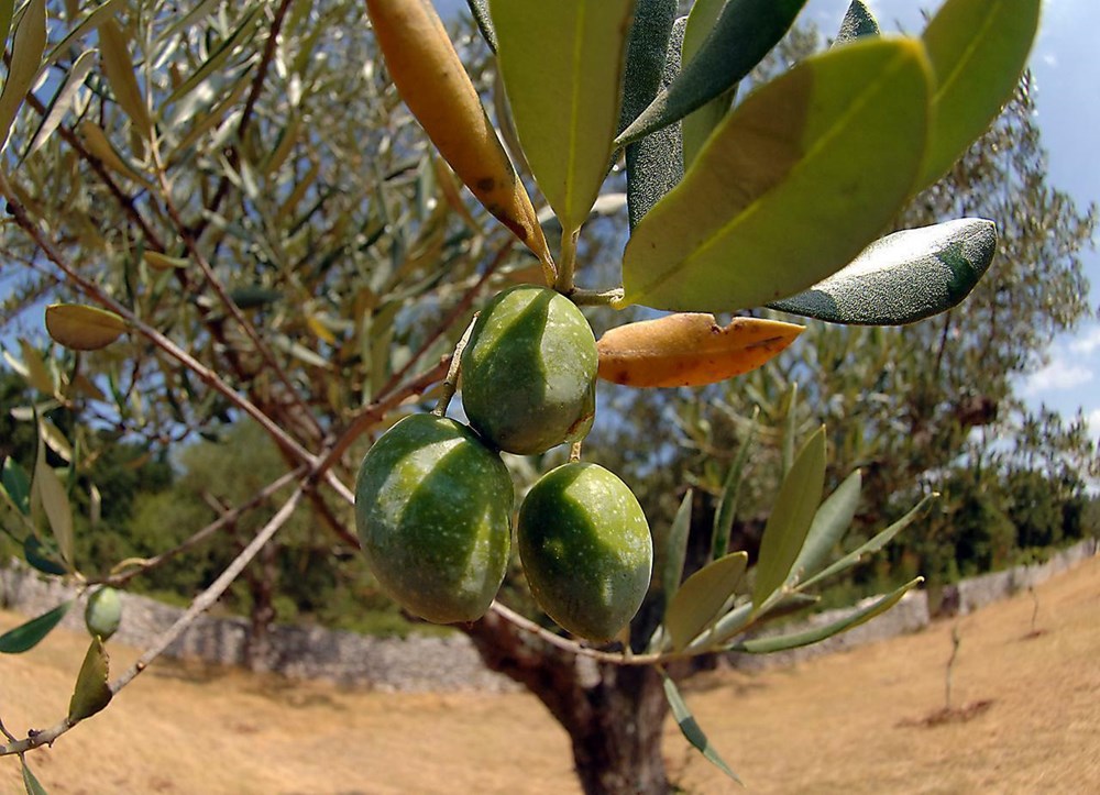 (Arhiva Glasa Istre)