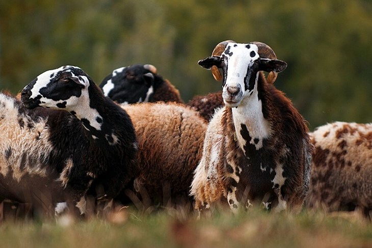 Istarska ovca (Foto AZZRI)
