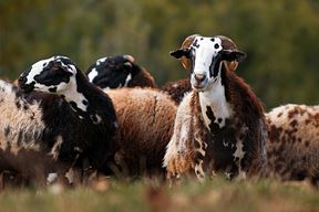 Istarska ovca (Foto AZZRI)