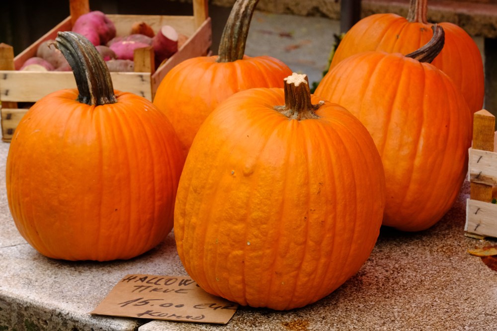 (Snimio Milivoj Mijošek)