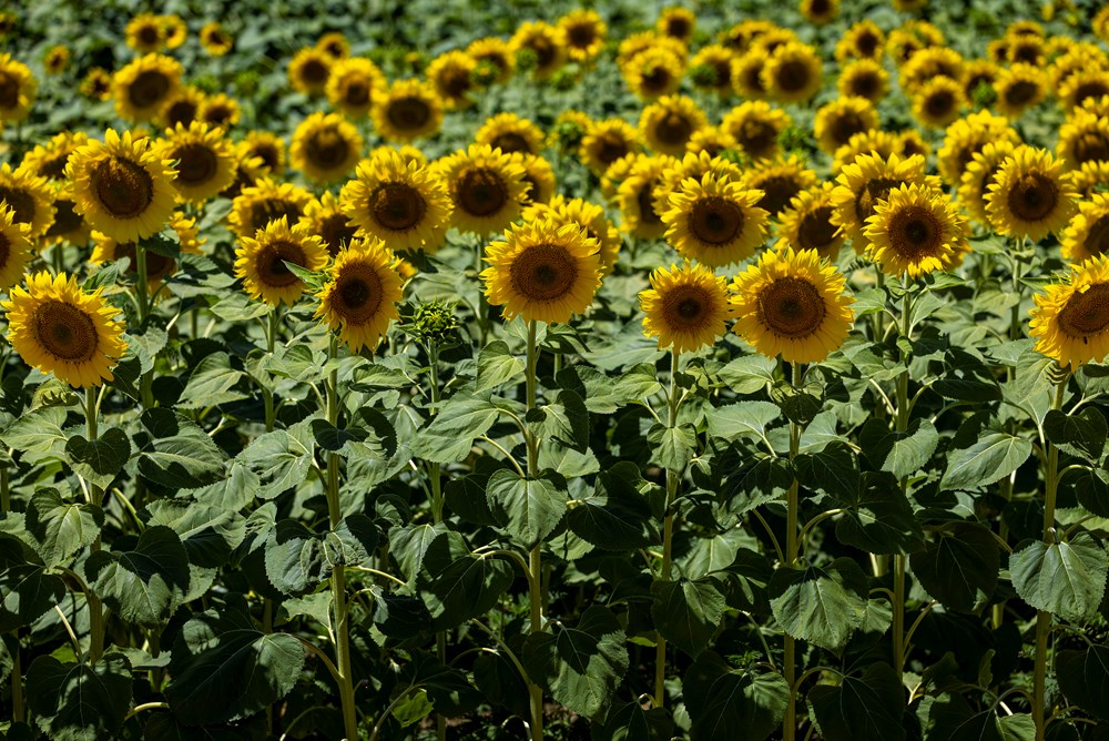 (Snimio Davor Javorovic / Pixsell)