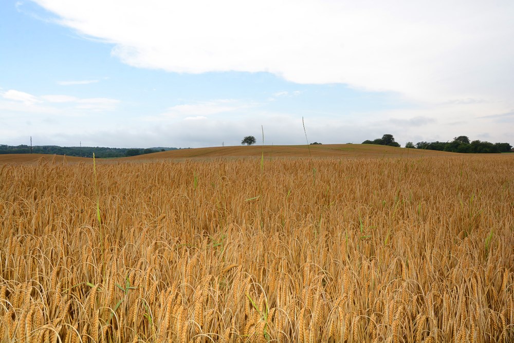 (Snimio Damir Spehar / Pixsell)