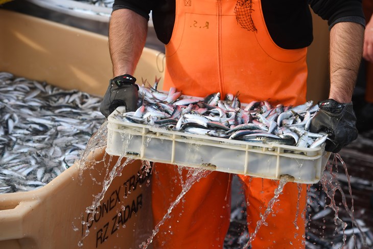 (Snimio Hrvoje Jelavić/Pixsell)