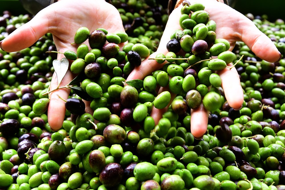 (Snimio Milivoj Mijošek)