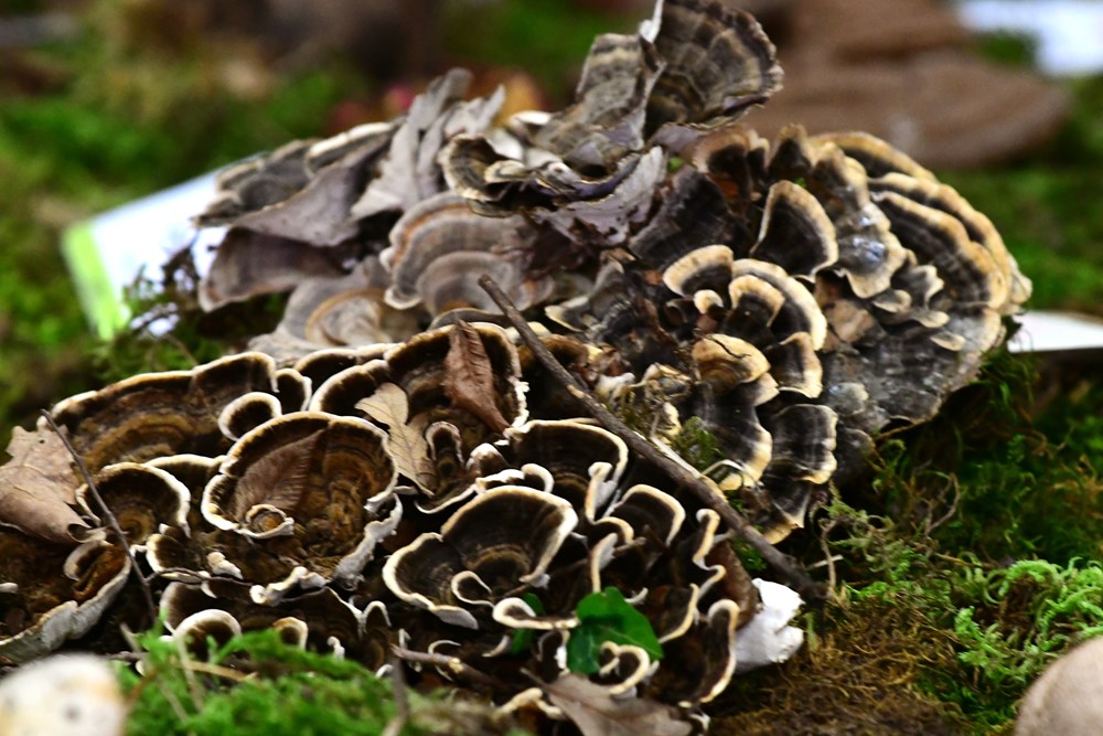 (Snimio Milivoj Mijošek)