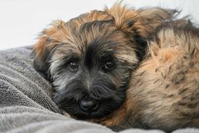 Ilustracija (Pexels)