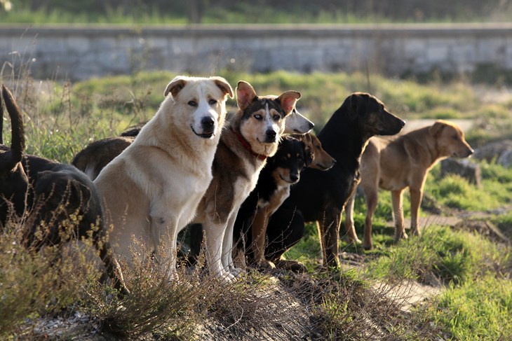 (Srecko Niketic / CROPIX)