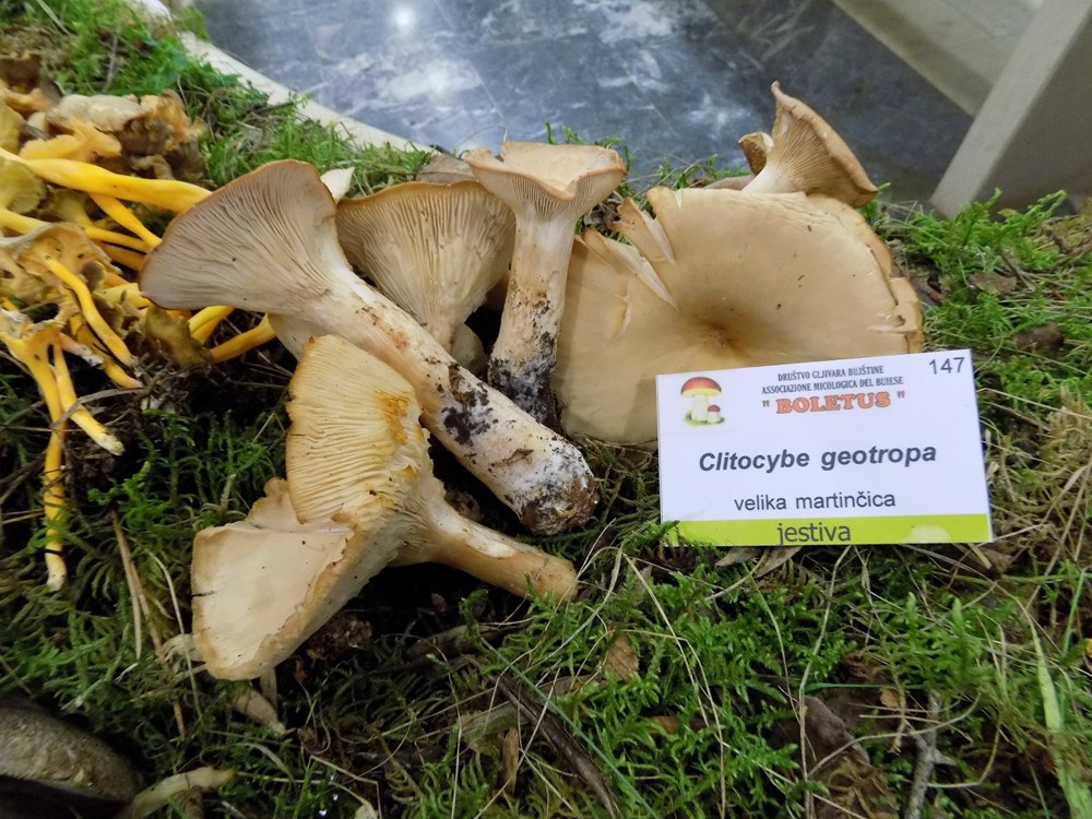 (Snimila Gordana Čalić Šverko)