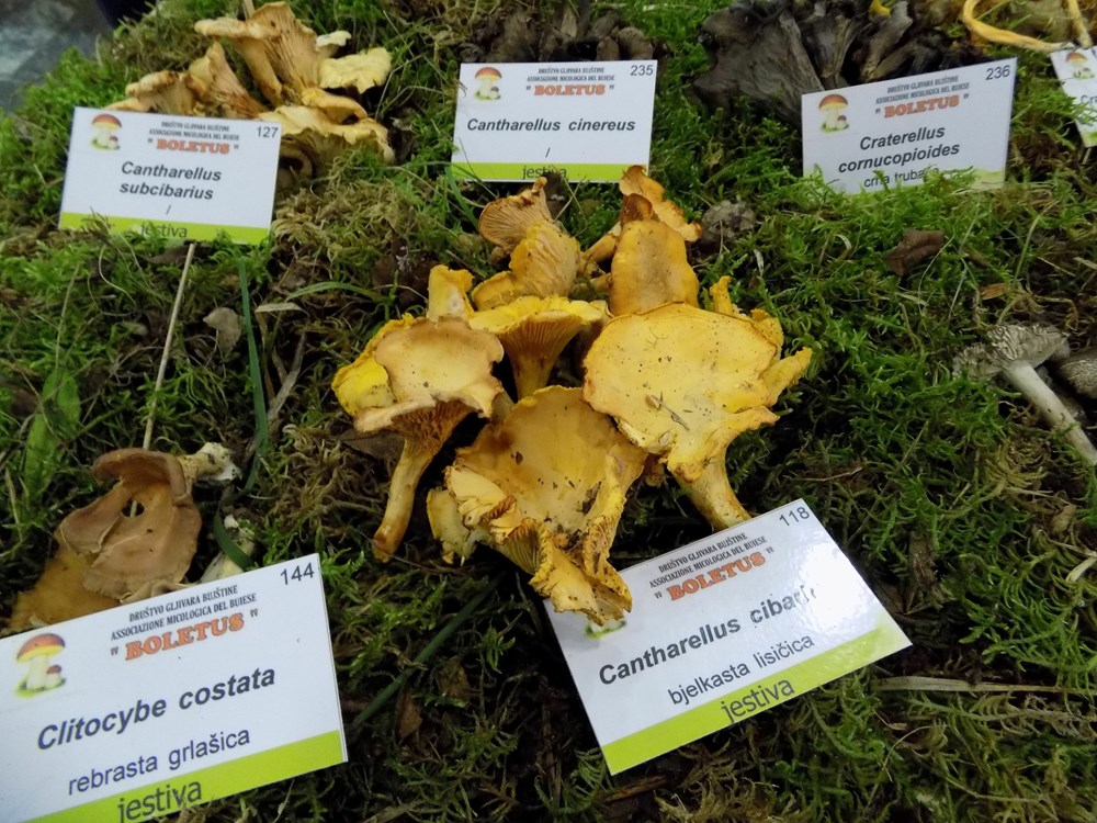 (Snimila Gordana Čalić Šverko)