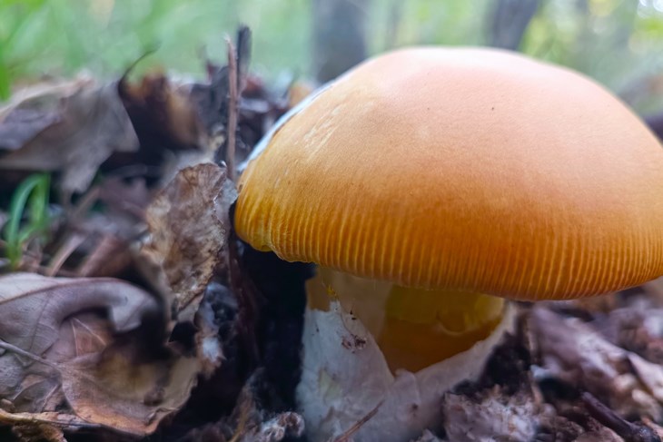 (Snimio Zvjezdan Strahinja)