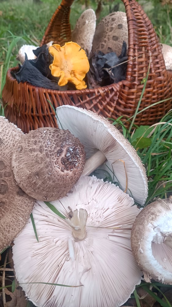 (Snimio Zvjezdan Strahinja)