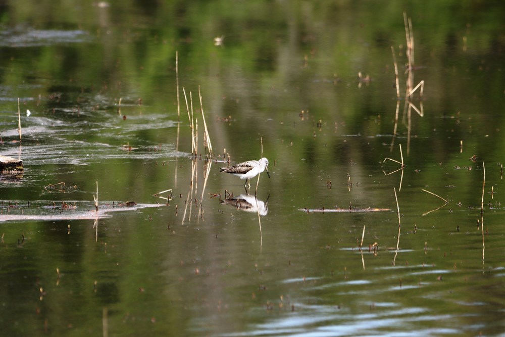 (JU Natrura Histrica)