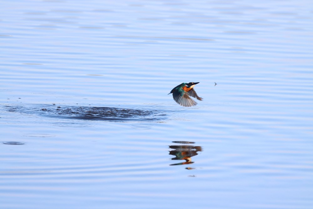 (JU Natrura Histrica)