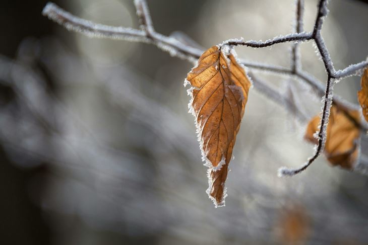 Ilustracija (Pexels)