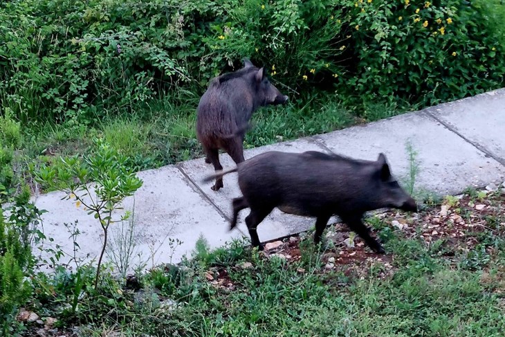 (Moja Duga Uvala / Facebook)