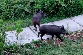 (Moja Duga Uvala / Facebook)