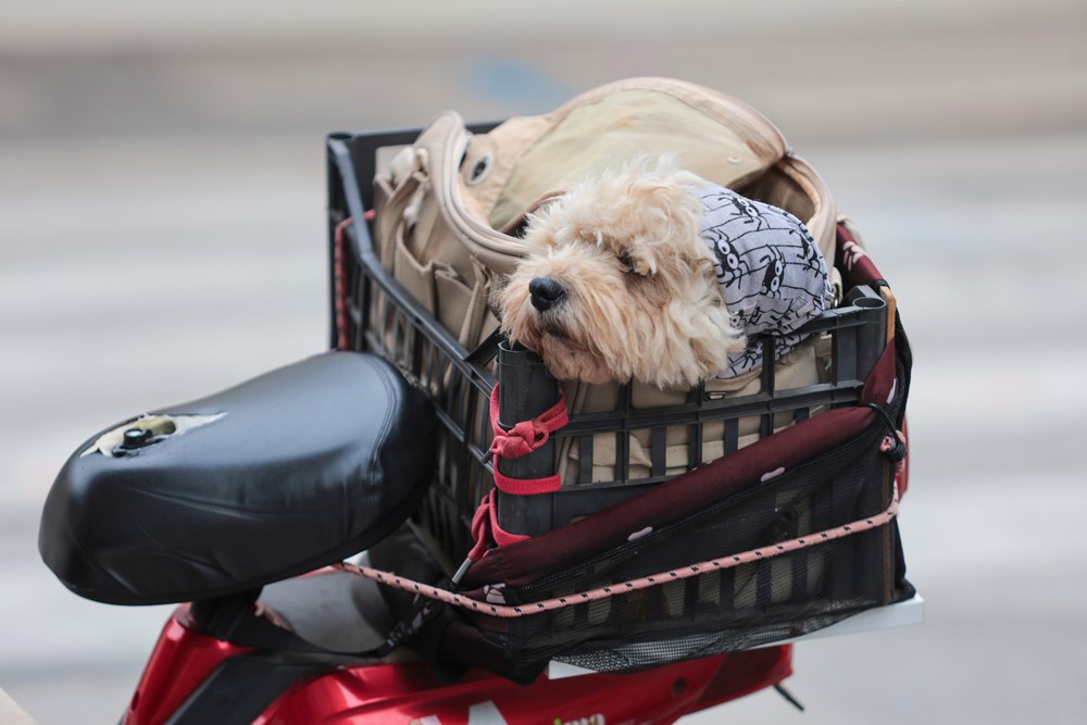 (Snimio Srecko Niketic / Pixsell)