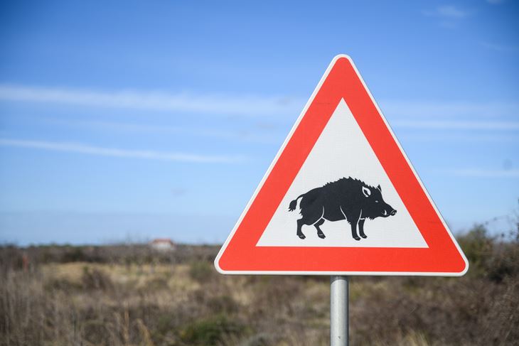 Ilustracija (Snimio Luka Jeličić)