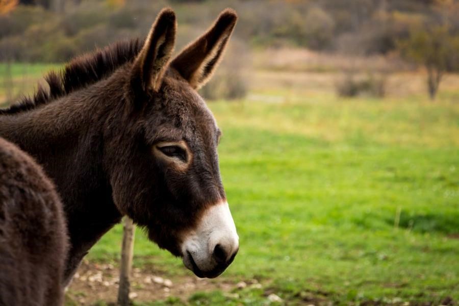 (Istarska županija)