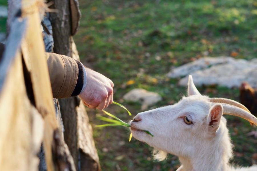 (Istarska županija)