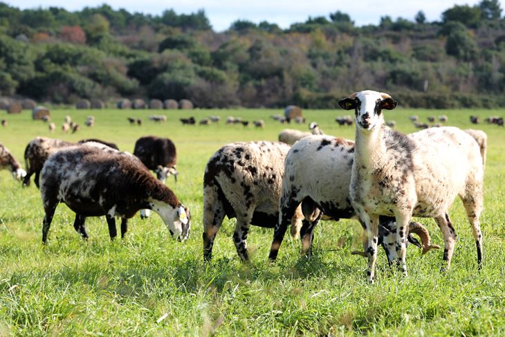 (Snimio Sasa Miljevic / Pixsell)