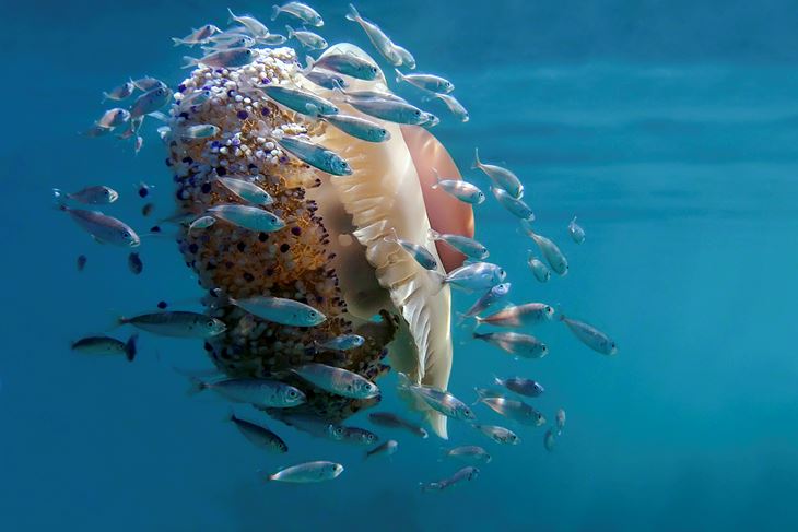 Ilustracija (Snimio Marinko Babić)