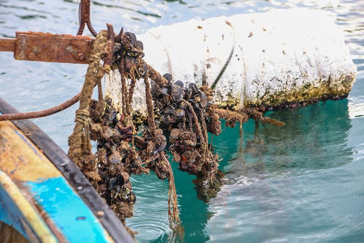 (Snimio Mate Komina)