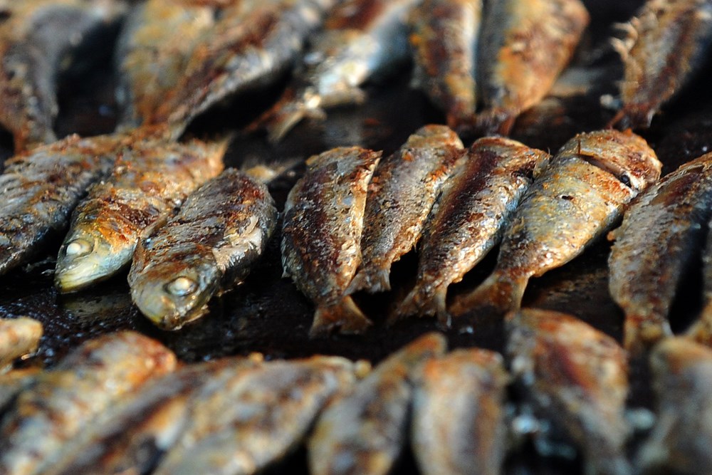 (Snimio Milivoj Mijošek)