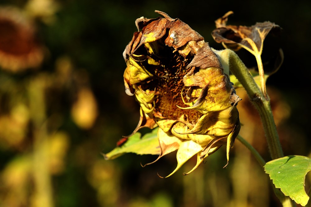 (Snimio Milivoj Mijošek)