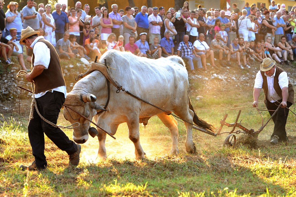 (Snimio Milivoj Mijošek)