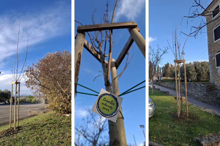 (TZO Grožnjan - Grisignana)