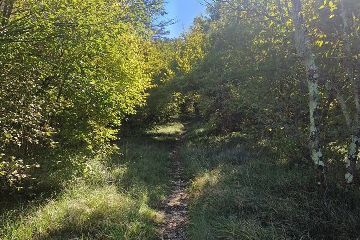 Ilustracija (Foto: Modelna šuma)