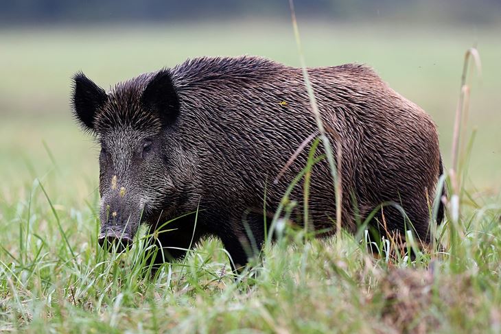 (Snimio Marko Mrkonjic / Pixsell)