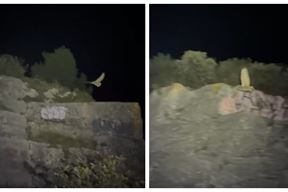 (Foto: Screenshot / Facebook: Zeleni Rovinj)