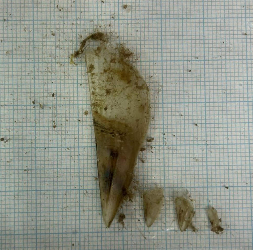 (Foto: Aquarium Pula)