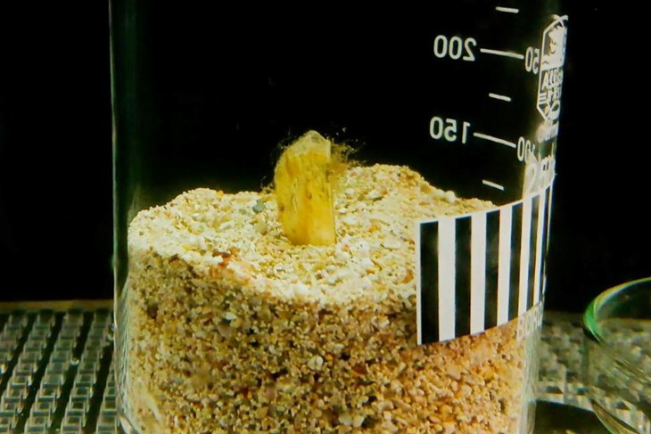 (Foto: Aquarium Pula)