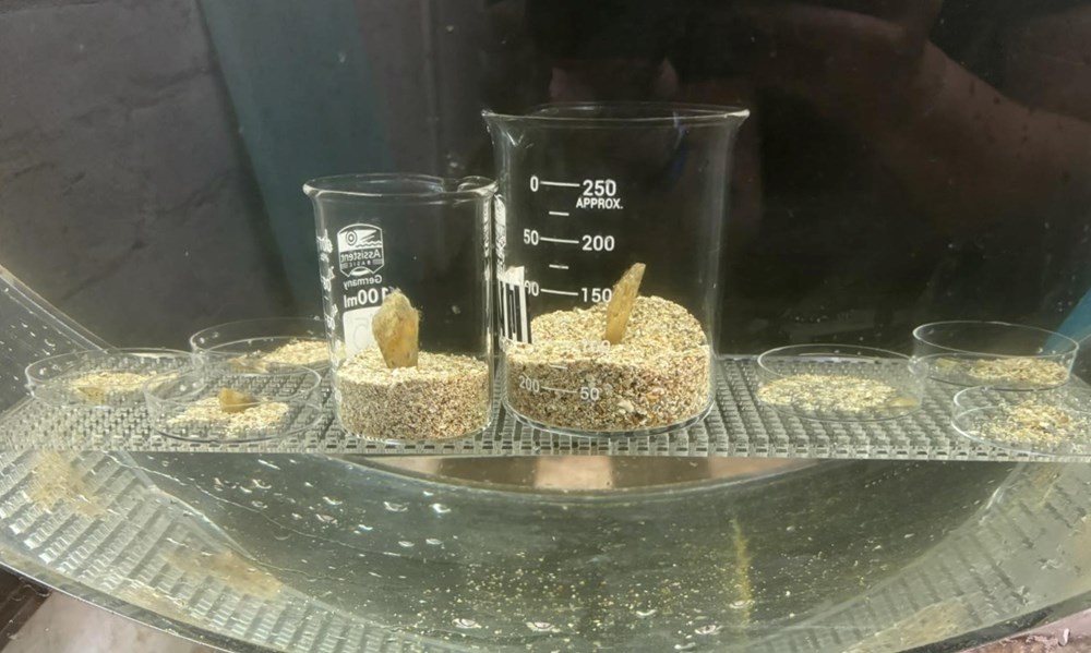 (Foto: Aquarium Pula)