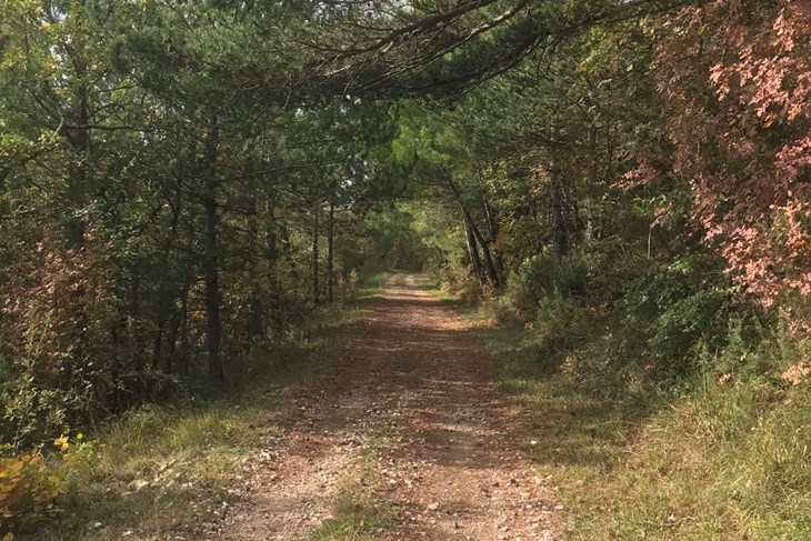 (Snimio Nikola Pušonjić)