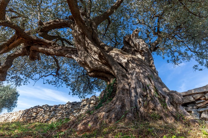 (Snimio Srecko Niketic / Pixsell)